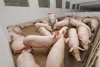 The reasons of taking pig farming serious in Nigeria