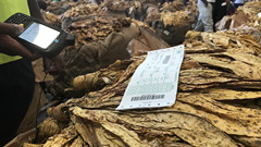 Zimbabwe's tobacco production hits a record high
