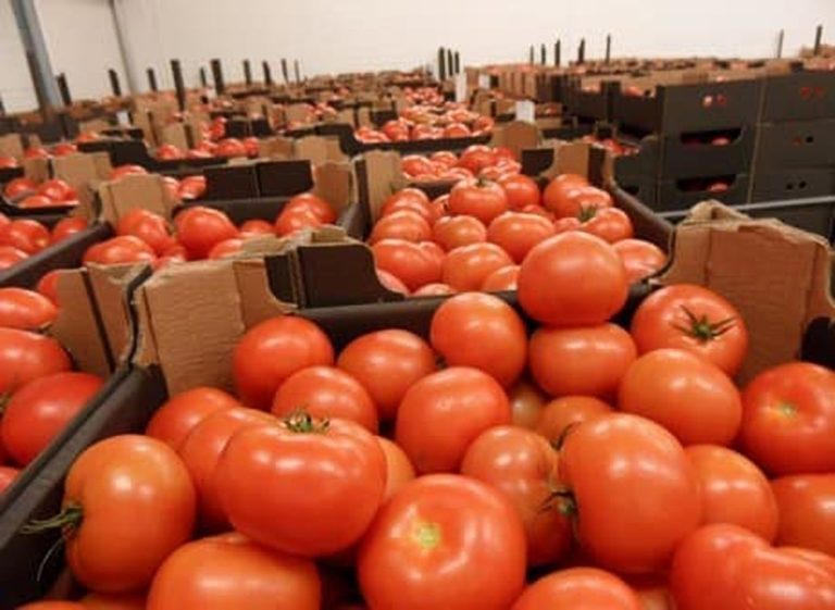Morocco:World's 4th Largest Tomato Exporter