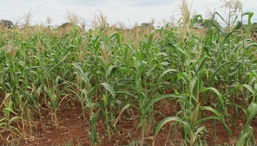 A new crop insurance will be put in to practice in Kenya