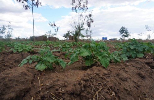 Malawi to Turn to Solar Energy for Irrigation