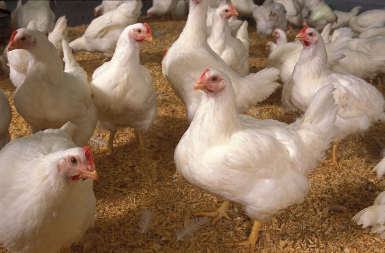 Morocco Agrees to Import Poultry
