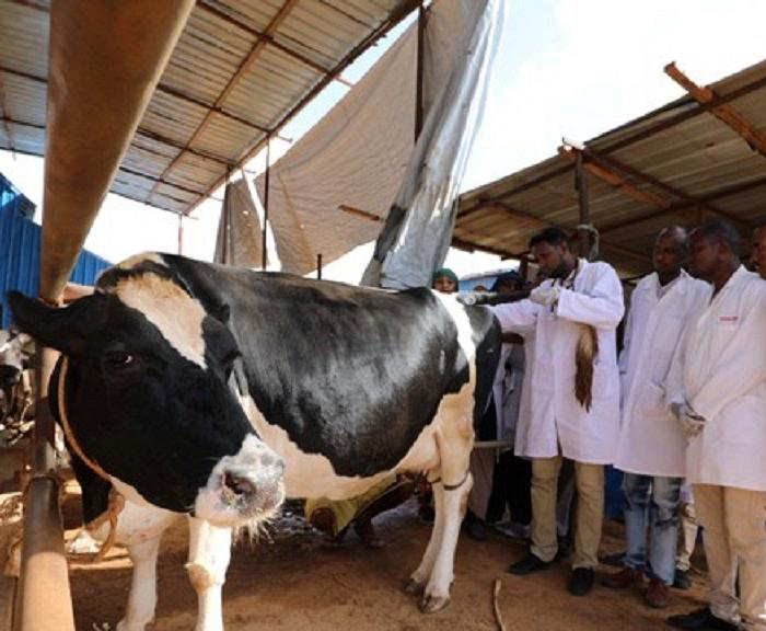 Somali brothers to invest in dairy farm to meet local demand for fresh milk