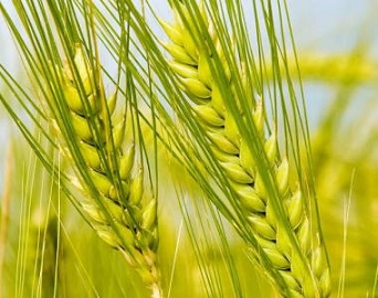 Wheat shortage in Ethiopia
