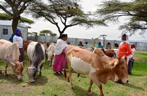 Women's Cooperatives Boost Agriculture and Savings in Rural Ethiopia