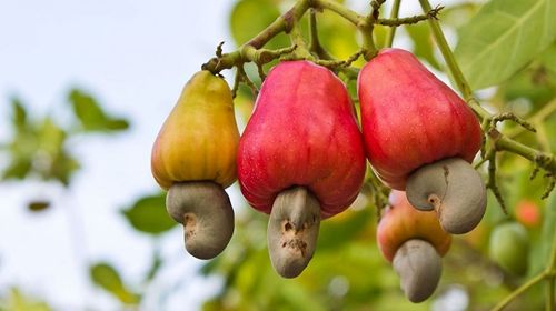 Now Africa provides over 50 percent global Cashew production 