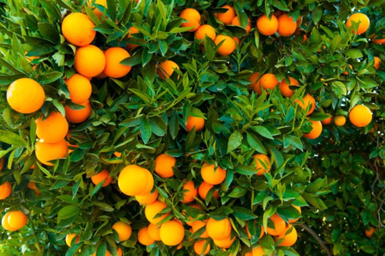 Morocco: Citrus Exports Generate MAD 3 Billion Yearly