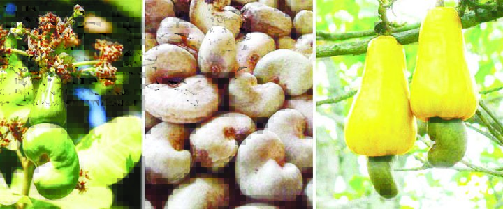 Nigeria: Forex earnings from cashew threatened