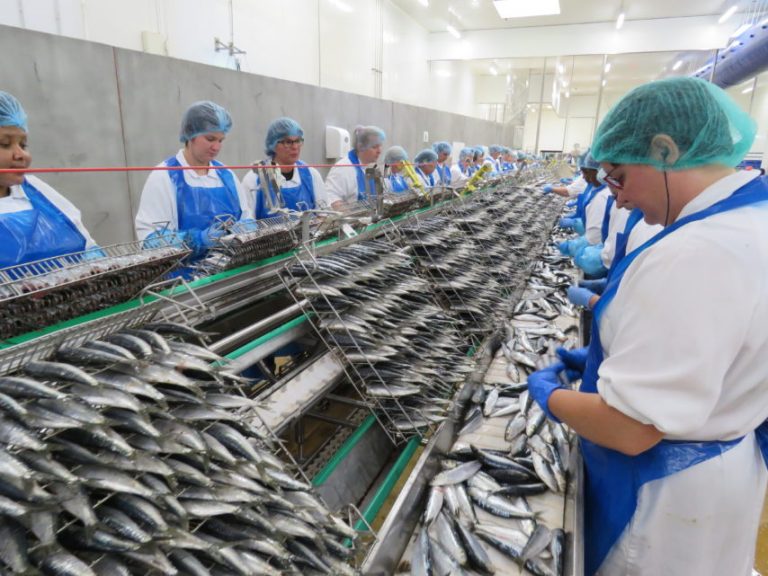 Morocco:French Sardine Canner Chancerelle Builds 2nd Plant