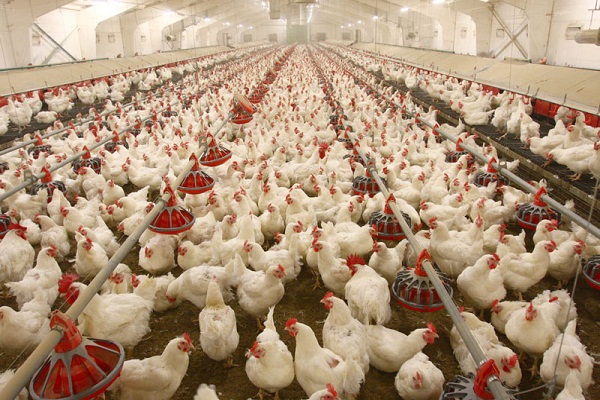 Ghana: Moroccan Experts to Develop Poultry Sector