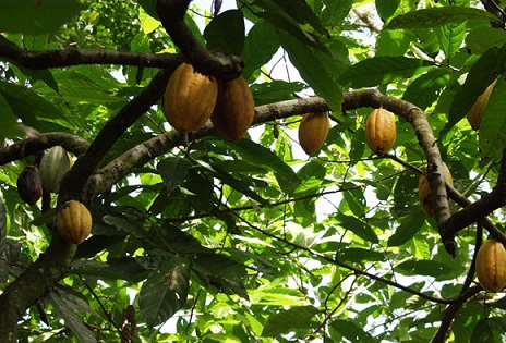 Ghana Gained US$1.3 billion Investment for cocoa Production