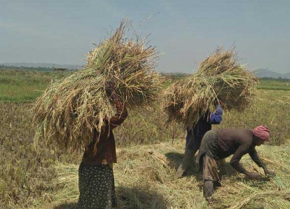 Farmers will Get Benefits from Packed Rice in Kenya