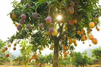 Vice President of Ghana Promised to Establish Mango Juice Factories 