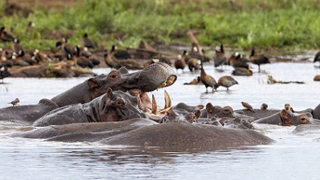 Lake Manyara National Park Urged Tanzania Goverment to Promote Domestic Tourism