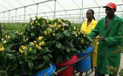 Kenyan Horticultural Export Income Increased This Year