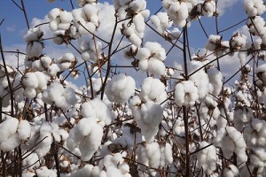 The Cotton Company of Zimbabwe appeals to exempt cotton farmers from 2% tax