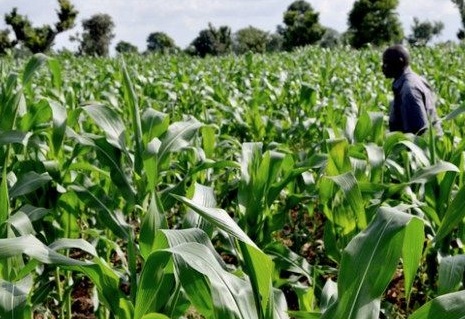 Ghana Take Measures to Promote the Agricultural Growth