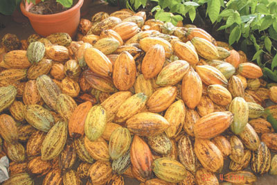 Nigeria's Cocoa Processing Plant Plans to be Equipped with Modernization Measures
