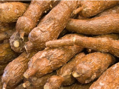 AfDB will Invest $120 Million to Promote Cassava Productivity