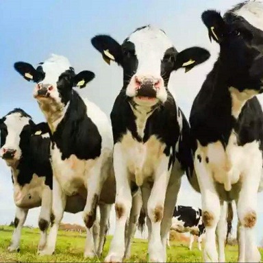 Zimbabwe imports heifers to boost milk production