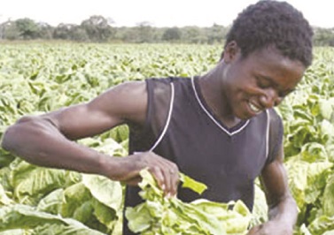 Zimbabwe's tobacco exports rake in $892million