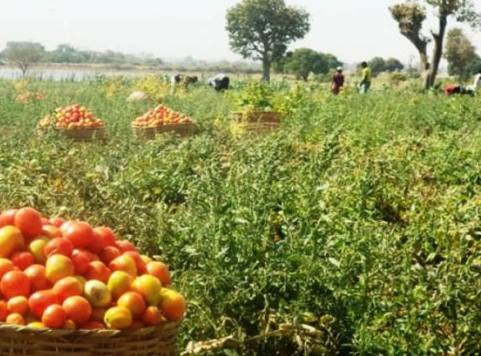 Dam dredging promoted tomato production in Nigeria