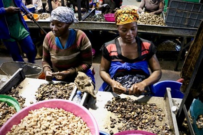 Mozambique uses cashew nuts to promote economic development