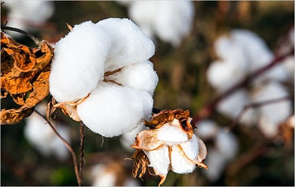 Nigeria and China sign $2 billion MoU on cotton industry