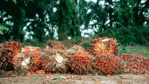 Tanzanian government spend $4.3million on oil palm farming