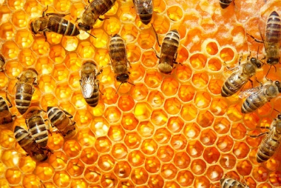 Nigeria develops an APP to increase honey production