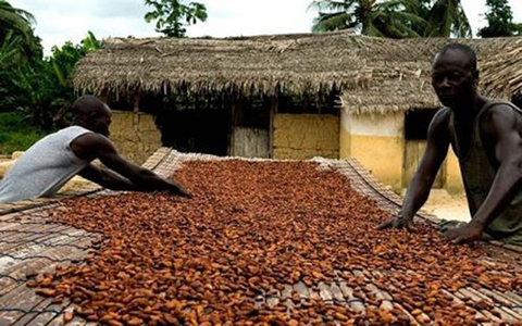 Global cocoa surplus hits 71,000 tonnes in 2018/19, Difficult to increase cocoa prices in Africa
