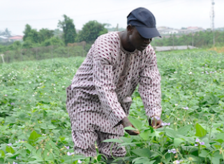 Nigeria started value-added agriculture program