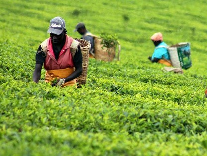 Iranian government has imposed a price cap on Kenyan tea exports