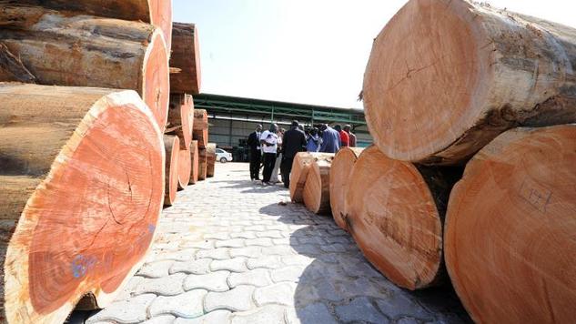 Gabon restricts wood exports