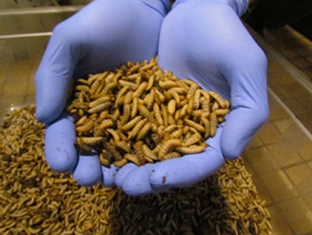 Ghana opens first insect-based fish feed factory