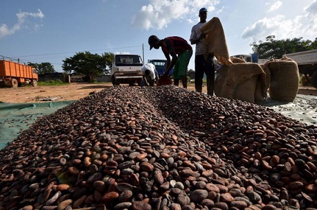 Cocoa industry in Ivory Coast