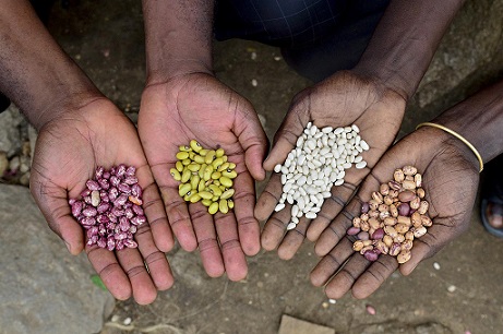 Poorly performing African seed industry