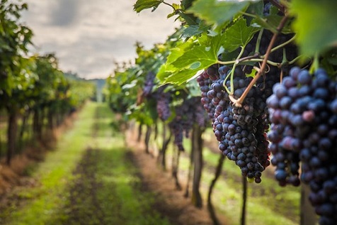 New grape varieties are popular with South African consumers