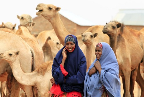 Camel milk becomes the next super food in Africa