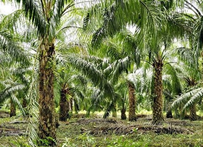 Nigeria Oil Palm Planting Guide