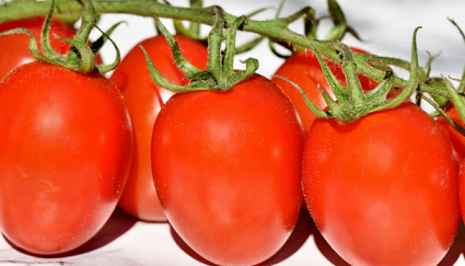 Morocco Tomatoes Export Increased by 10% to EU 