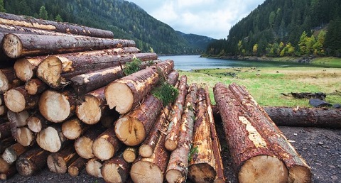 Commercial Timber Resources Statistic in South Africa