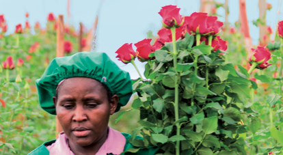 Kenya seeks new markets with the export growth of cut flower 