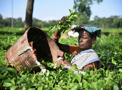 East African tea industry seeking for Chinese market