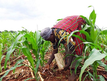 Nigeria's vast agricultural base offers potential for fertilizer market