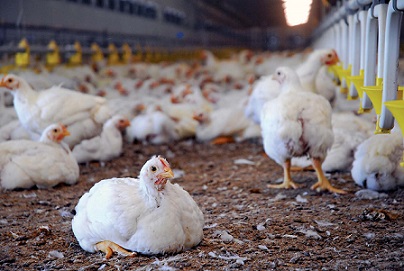 Ethiopia Poultry Industry Production and Processing Industry