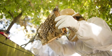 Feasibility study-investment in honey and beeswax processing in Ethiopia