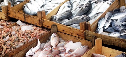 Pre-feasibility study for the stablishment of fish processing in Ethiopia