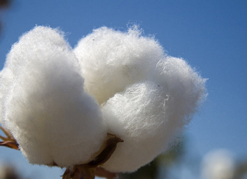 Kenya's ambitious plans aimed at revitalising the cotton industry