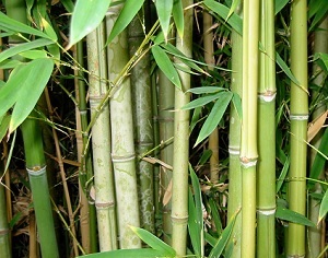 Ethiopia proposes first bamboo development strategy in history